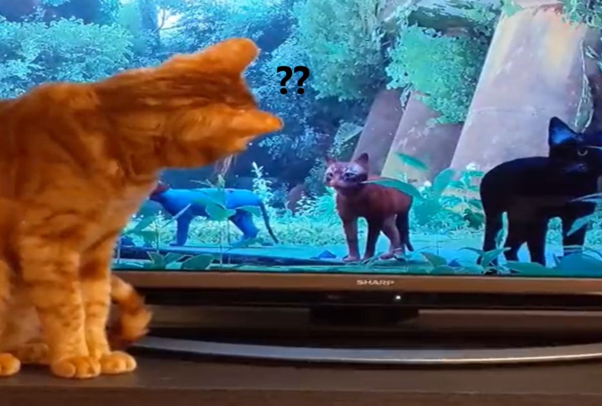 ▲一隻橘貓對《Stray》冒險遊戲中的浪貓感到非常好奇。（圖／推特帳號lost_syu5334）