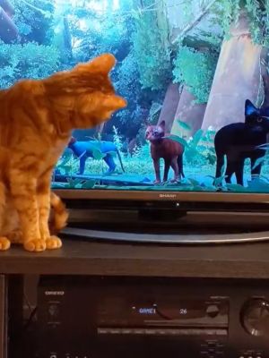 ▲這天飼主正在玩冒險遊戲《Stray》，而橘貓對畫面中的浪貓感到高度興趣，不停猛盯。（圖／推特帳號lost_syu5334）