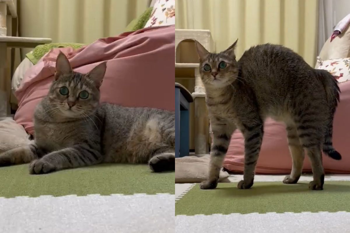 ▲見主人回家，慵懶貓秒速彈起，切成戰鬥模式：「來玩囉」。（圖／Twitter：uratakaxx）