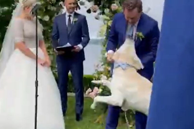 ▲我爸媽結婚啦！婚禮上狗狗奔跑慶祝，下秒話筒架被撞飛。（圖／Youtube：ViralHog）