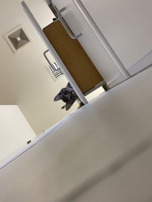 ▲貓：嘿嘿！想進來？門都沒有！（圖／推特帳號misplacedcomma2）