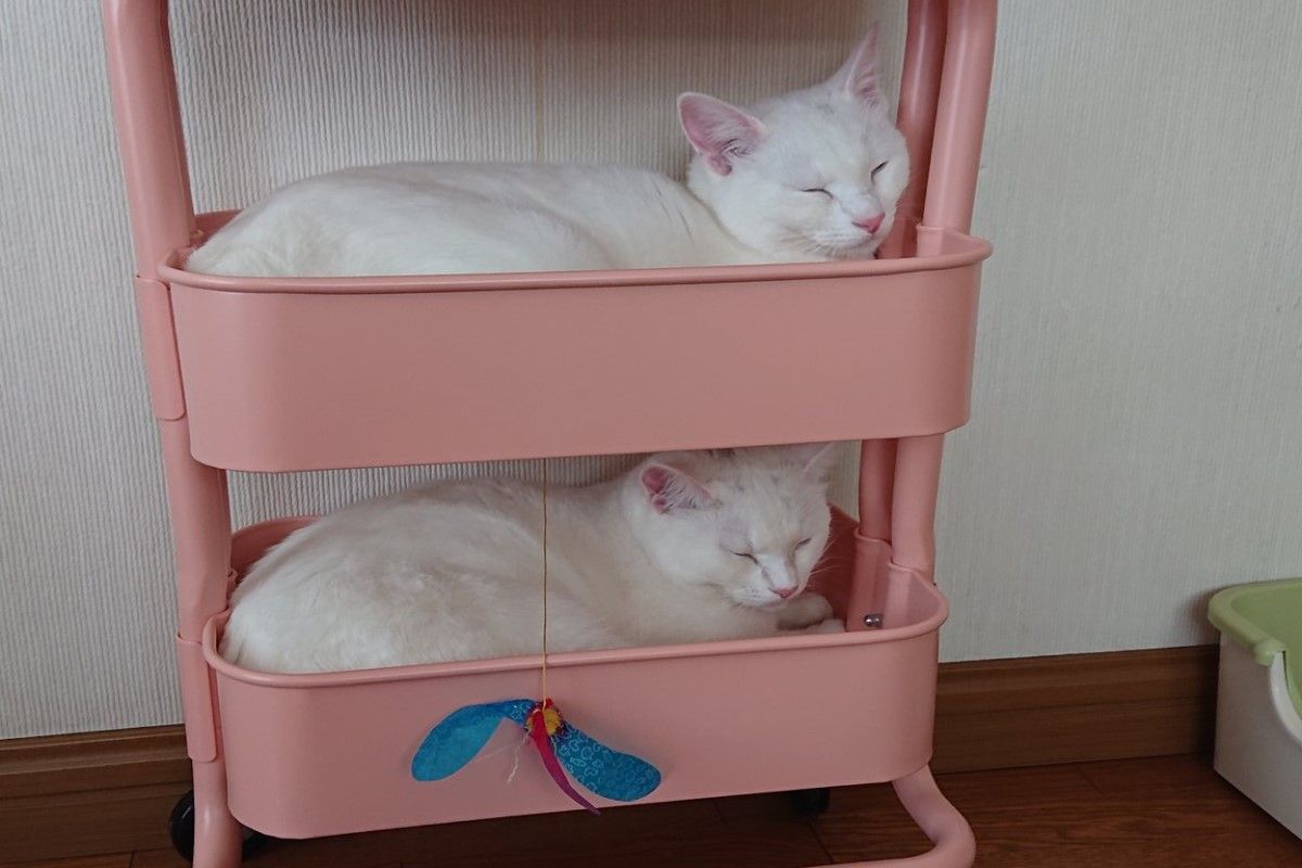 ▲日本一名飼主整理推車時，兩隻白貓趁機跳進去「爽住上下舖」。（圖／推特帳號pom_powa_nyan）