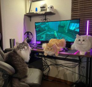 ▲推主家三隻愛貓與近期超夯的貓咪冒險遊戲《Stray》的合照。（圖／Twitter：NEKOLAND13）