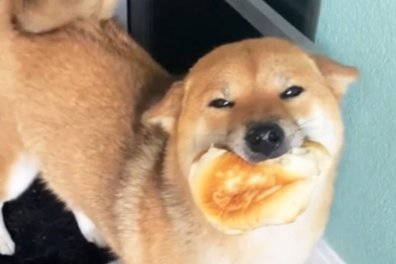 ▲荷蘭一隻柴犬開心地咬著麵包。（圖／IG帳號yukikokensha_shiba）