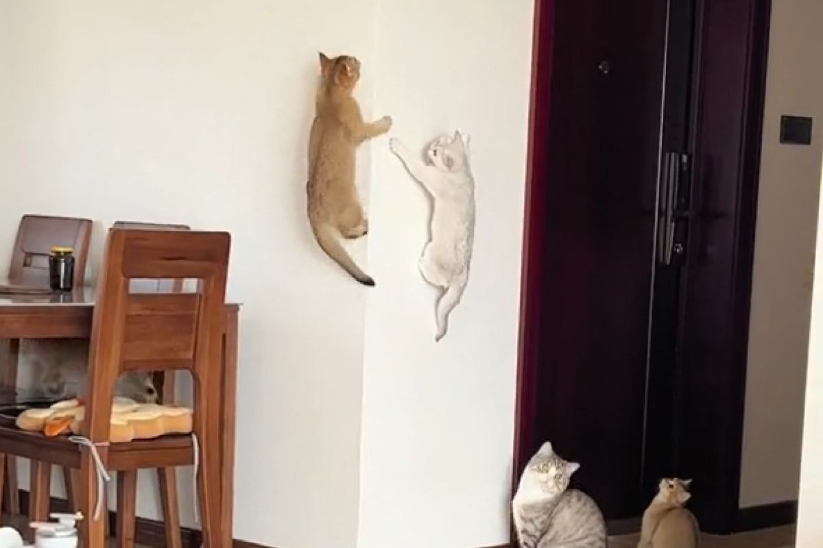 ▲《蜘蛛貓：爬牆日》可以找牠們演啦！身手矯健直攻頂，網友笑：「這喵有料」。（圖／抖音：南瓜餅（五粉銀虎斑）） 