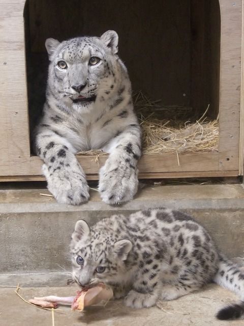 ▲雪豹寶寶終於能自己吃肉啦！可喜可賀！（圖／Twitter：omoriyama_zoo）