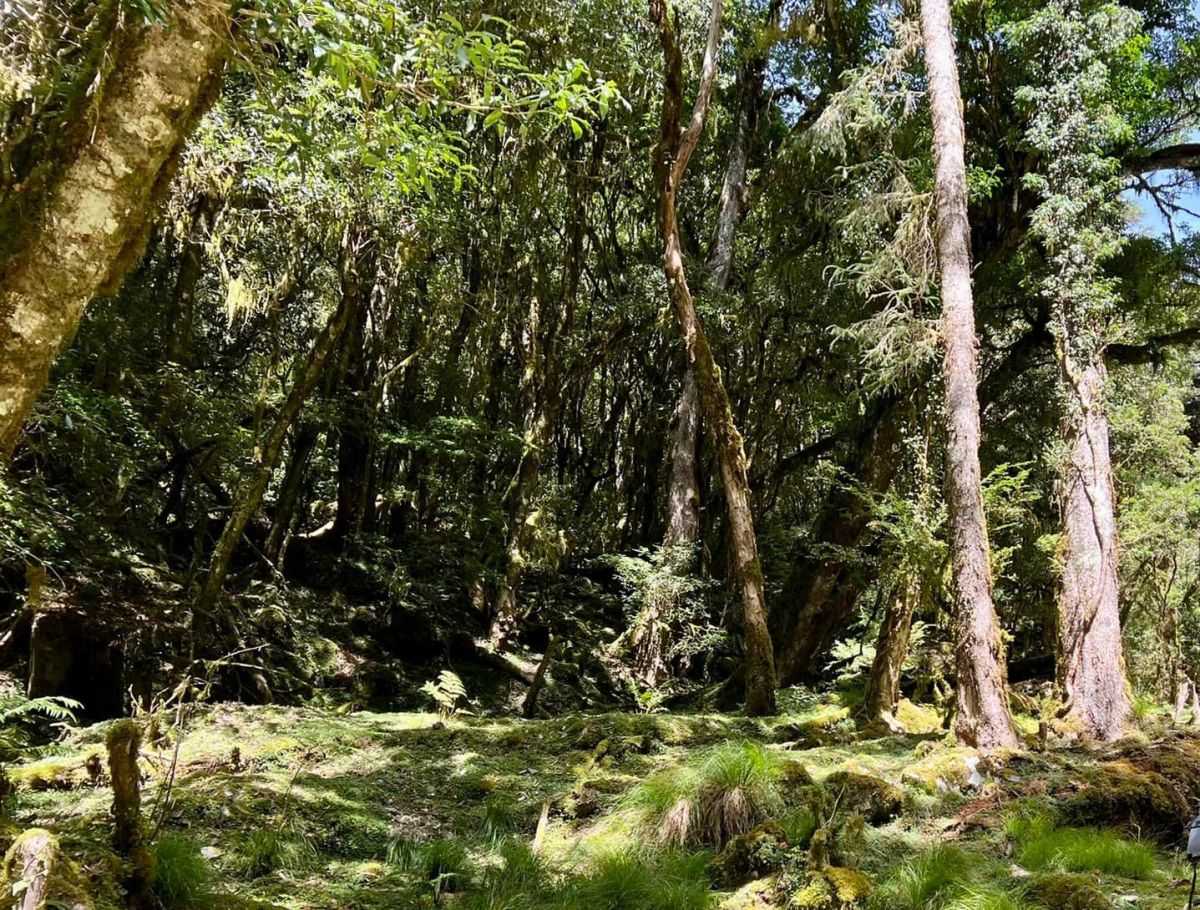 ▲台東縣一位何姓男子，於本月15日前往延平鄉永康山區採藥後失聯，今（22）日傳出好消息，何男自行平安下山，並無大礙。（山區示意圖／翻攝自台灣溪降協會臉書）