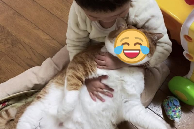 胖貓遭4歲小喵奴「抱抱綁架」！牠看向飼主：還不救駕？
