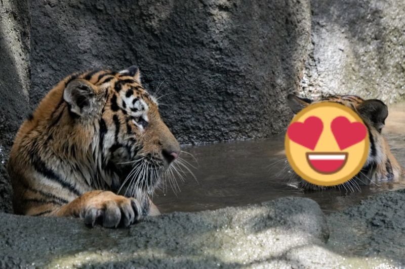 ▲日本動物園裡的老虎在水池消暑，其中一隻竟然吐小舌頭超萌！（圖／推特帳號rikunow）