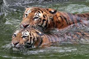 ▲由於最近連日高溫，日本浜松市動物園裡的老虎們也紛紛下水消暑。（圖／推特帳號rikunow）