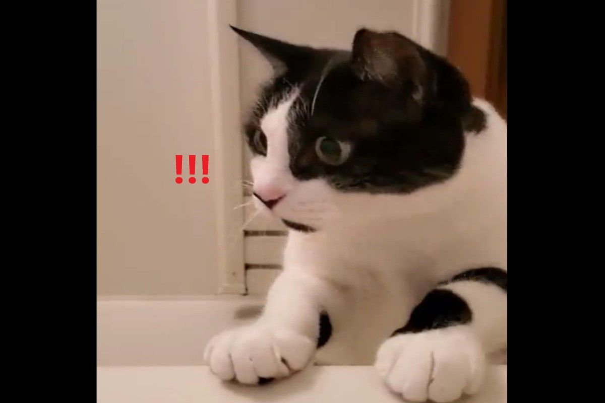 ▲日本一隻賓士貓看見飼主泡澡感到非常震驚！（圖／推特帳號minamoto_）