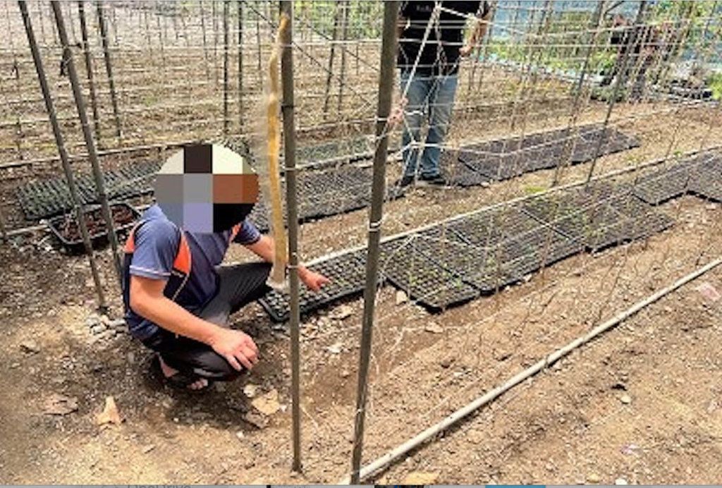 ▲陳姓男子在山區搭蓋溫室種植大麻，為躲避查緝，還以種植高山經濟作物方式掩護。（圖／竹山分局提供 中央社記者吳哲豪傳真 111年7月26日）
