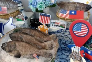 ▲行政院農業委員會輔導國產優質石斑魚外銷美國。(圖／記者黃守作攝，2022.07.26)