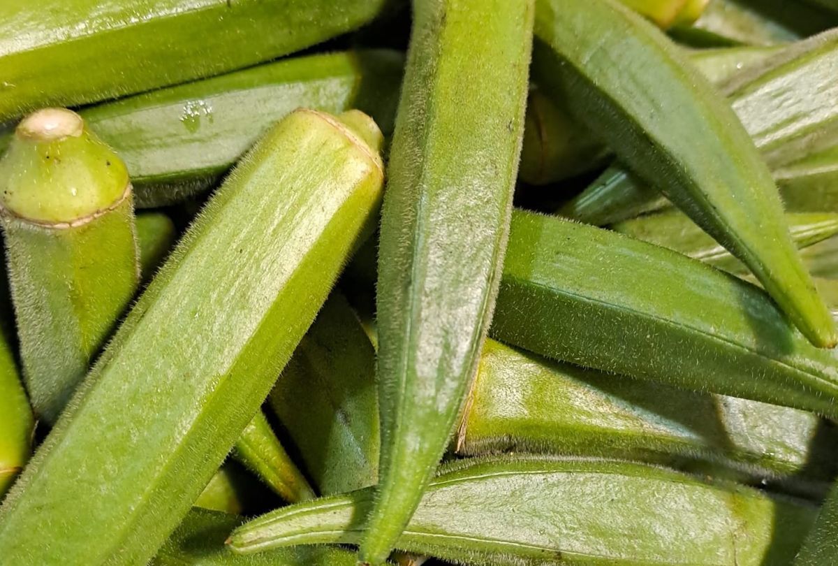 ▲外形與口感獨特的秋葵營養價值豐富，具有幫助消化和護腸胃的功效，在夏天也常被作清爽的料理，不過其表面附著的絨毛會影響食用口感。（圖／翻攝自廚藝公社）