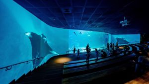 ▲大洋池環繞沉浸式投影，結合原大洋池生態缸加上投影畫面虛實整合，連結成約36公尺長、180度超廣角的湛藍美景。（圖／屏東海生館提供）