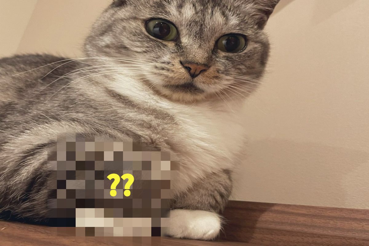 ▲日本一隻貓咪做出可愛的「踮腳尖」動作。（圖／推特帳號kokonananya）