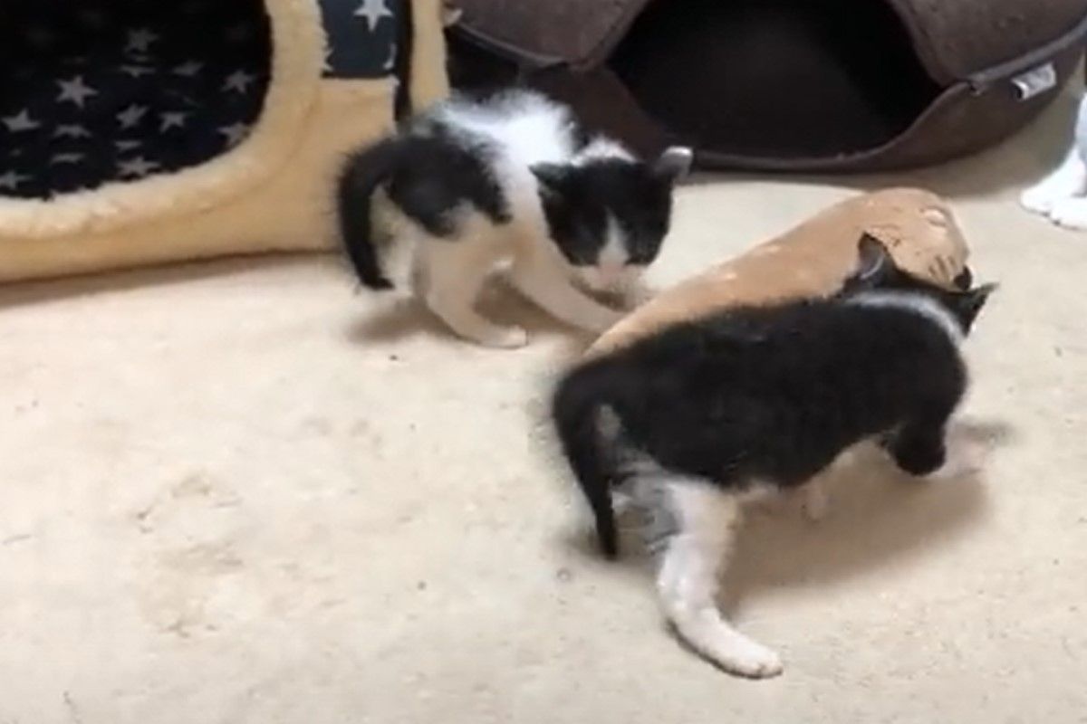 ▲日本有一對小奶貓炸毛互相挑釁。（圖／推特帳號kobcya）