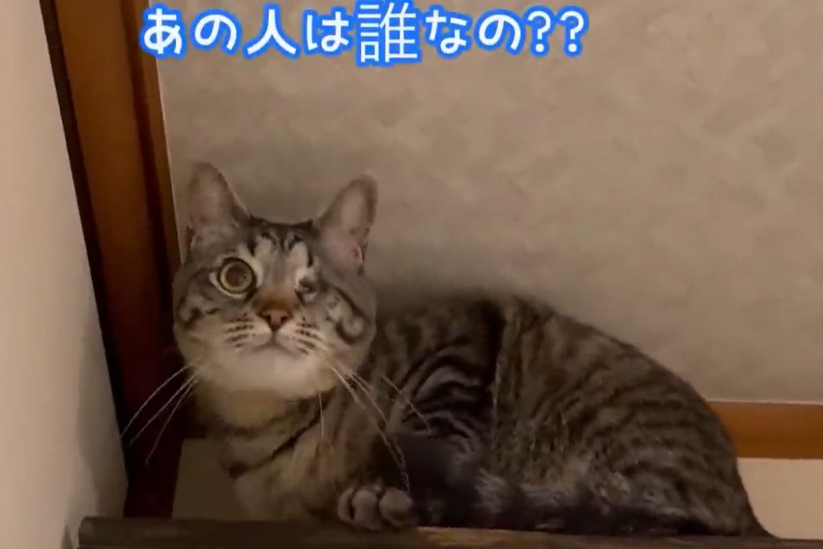 ▲哥哥搬出家半年，被最愛他的貓忘記，結局扣人心弦。（圖／Youtube：ねこまるけ / Full of cats） 