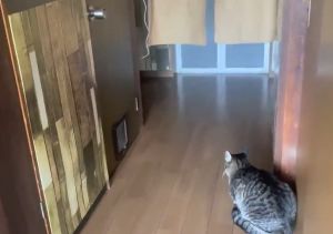 ▲哥哥因故搬出家中，Yoshio仍堅持守在平時等他回家的地方。（圖／Youtube：ねこまるけ / Full of cats）