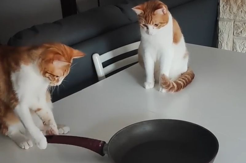 ▲貓咪迷上易旋轉的平底鍋，跟著它一起搖頭晃腦：「好暈好喜歡」。（圖／Youtube：ViralHog）