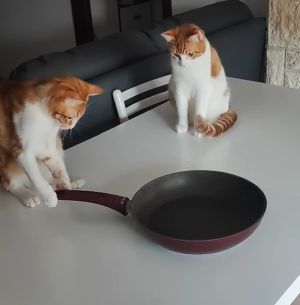 ▲這個架式，難道下一秒貓貓要開始翻鍋炒菜了嗎？（圖／Youtube：ViralHog）
