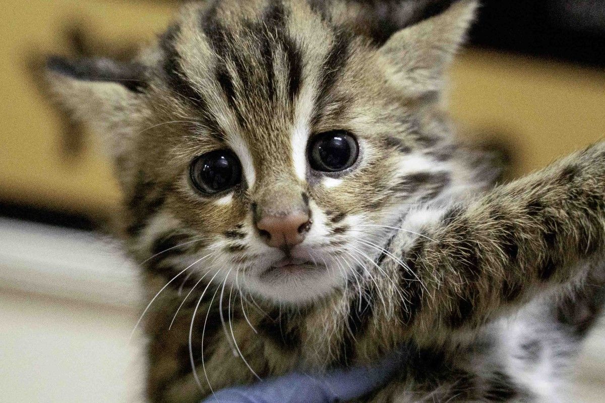 ▲石虎寶寶終於兩個月大了！頑皮指數狂升，媽媽忙教吃肉肉。（圖／臺北市立動物園授權提供） 