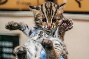 石虎寶寶未來是否參與野放訓練或繼續留在動物園內,目前合作團隊仍在審慎評估。(圖/臺北市立動物園授權提供) ▲石虎寶寶未來是否參與野放訓練或繼續留在動物園內,目前合作團隊仍在審慎評估。(圖/臺北市立動物園授權提供)