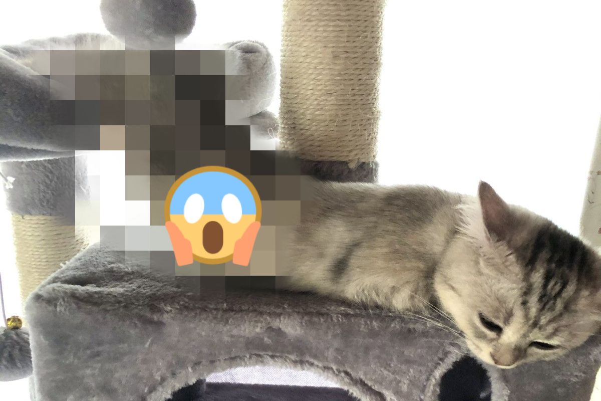 ▲日本一隻貓咪在跳台上「融化成液體」了！（圖／推特帳號himelog21）