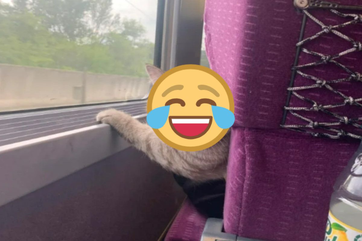 ▲國外一名網友搭火車回家時，意外發現前座乘客竟然是一隻擁有可愛包子臉的貓咪！（圖／Reddit帳號Pardonmyfuckinfrench）