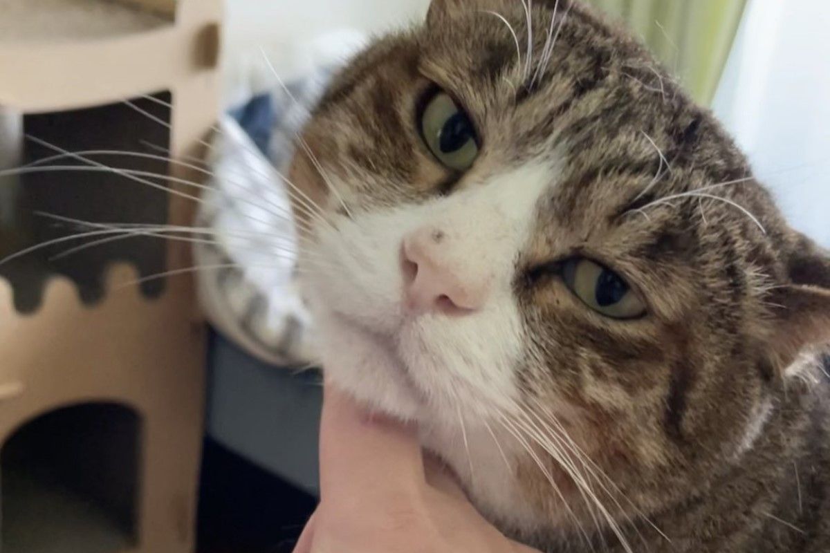 ▲傲嬌貓平時獨立不黏人，主人上班卻偷偷哭泣：「我想你了啦」。（圖／Twitter：mitoconcon）