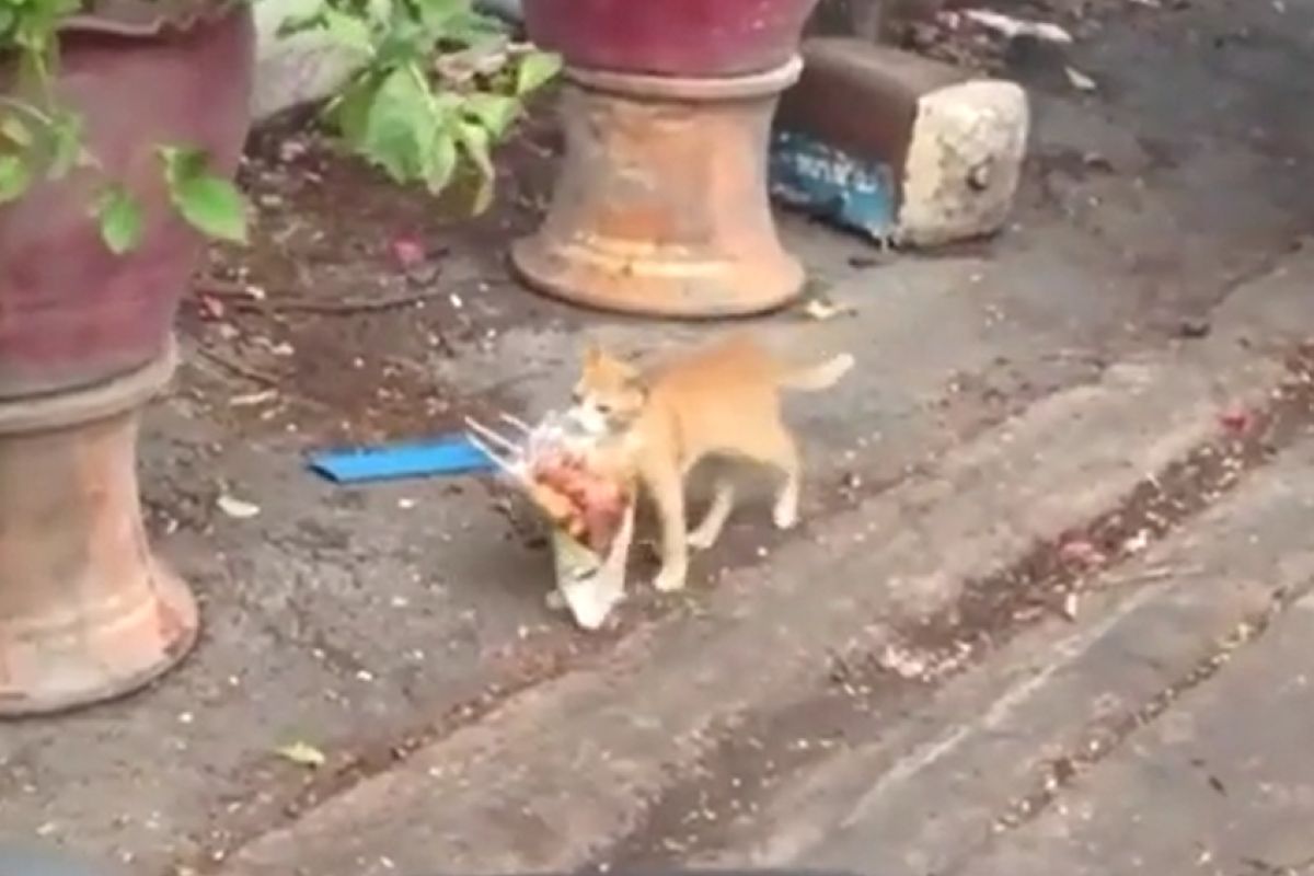 ▲小浪橘打包整袋燒烤，走路搖搖晃晃地叼回家享用。（圖／TiKTok：hell_boy9998）