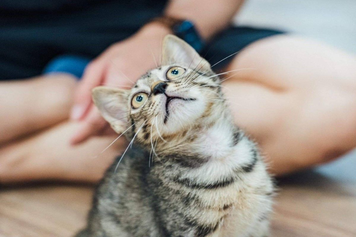 ▲毛孩寵物登記數，在新竹縣已連3天超過新生兒數。（圖／浪愛有家中途貓餐廳提供）