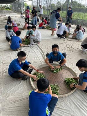 台南「翼杰教育機構」的小朋友體驗手工揉茶 ▲台南「翼杰教育機構」的小朋友體驗手工揉茶(圖/茶之魔手提供)