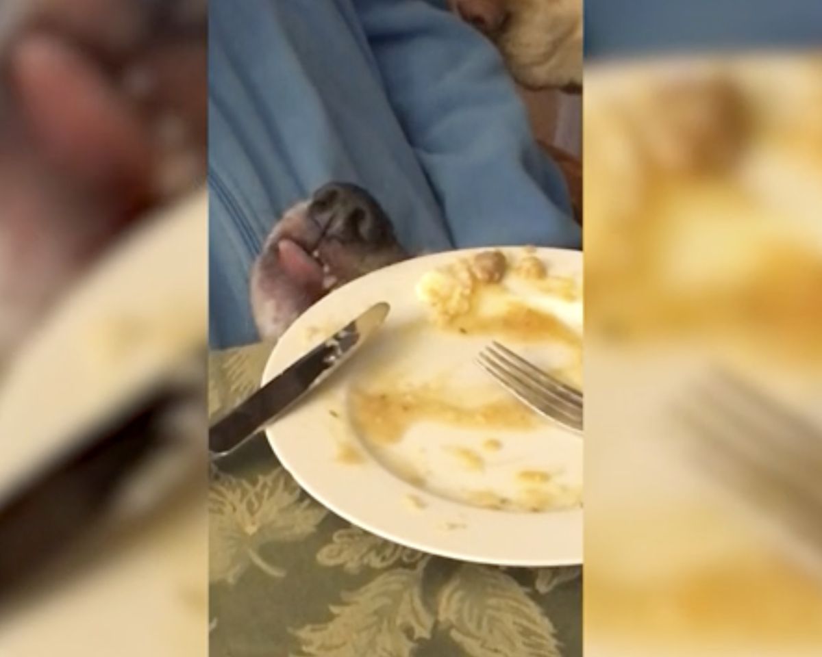 ▲國外就有一隻愛耍小聰明的小狗，竟趁著奶奶不注意，以極怪異的角度用舌頭狂舔盤子。（圖／AP美聯社／jkne027382）