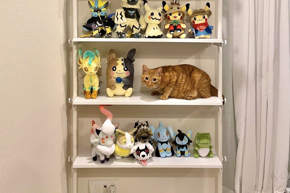 ▲寶可夢收藏架混入一隻大橘貓，受害者下秒就出現。（圖／Twitter：ryogomatsumaru）