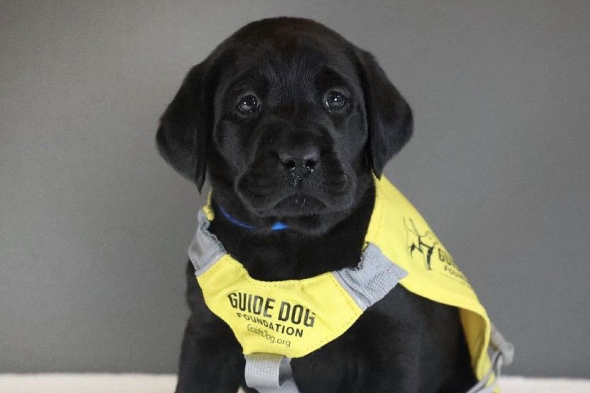 ▲寶寶累了！待受訓導盲犬拍攝中撲通一聲倒地睡去，萌翻網友。（圖／Twitter：dog_rates）