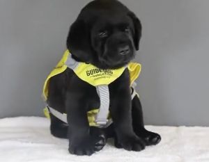 本尼起先仍嘗試睜開眼堅持。(圖/Twitter:dog_rates) ▲本尼起先仍嘗試睜開眼堅持。(圖/Twitter:dog_rates)