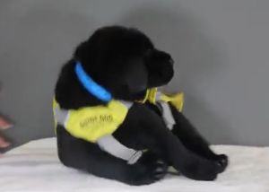 本尼:晚安嗎?晚安。(秒倒)(圖/Twitter:dog_rates) ▲本尼:晚安嗎?晚安。(秒倒)(圖/Twitter:dog_rates)