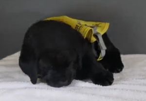 直接在攝影間大睡特睡!(圖/Twitter:dog_rates) ▲直接在攝影間大睡特睡!(圖/Twitter:dog_rates)