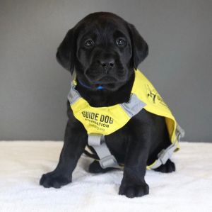 不過該拍的照片還是有拍照喔!小本尼辛苦了!(圖/Twitter:dog_rates) ▲不過該拍的照片還是有拍照喔!小本尼辛苦了!(圖/Twitter:dog_rates)