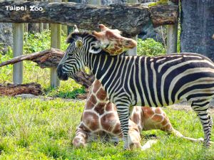 ▲原PO認為，動物園的CP值來說，就算調到120元還是太便宜。（圖／Taipei Zoo 臺北市立動物園臉書）