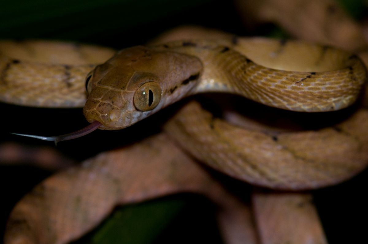 ▲美洲牛蛙和棕樹蛇這2項入侵物種在1986年至2020年間造成農作物損失和停電等種種問題，估計讓全世界損失高達160億美元（約新台幣4800億元）。（圖／美聯社／達志影像）