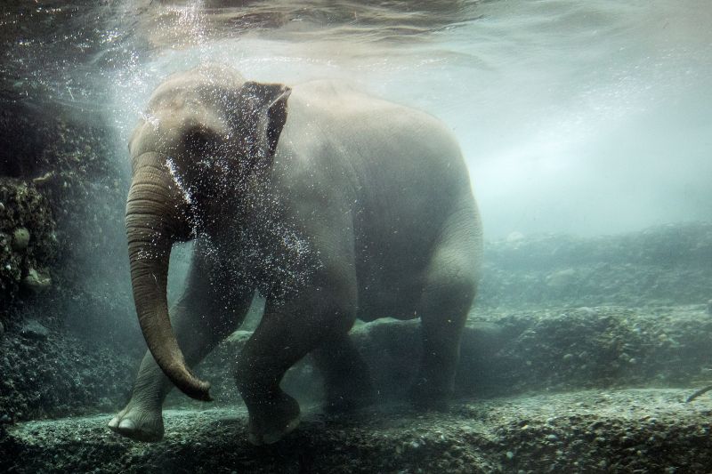 致命大象病毒肆虐　瑞士動物園3頭亞洲象染病去世