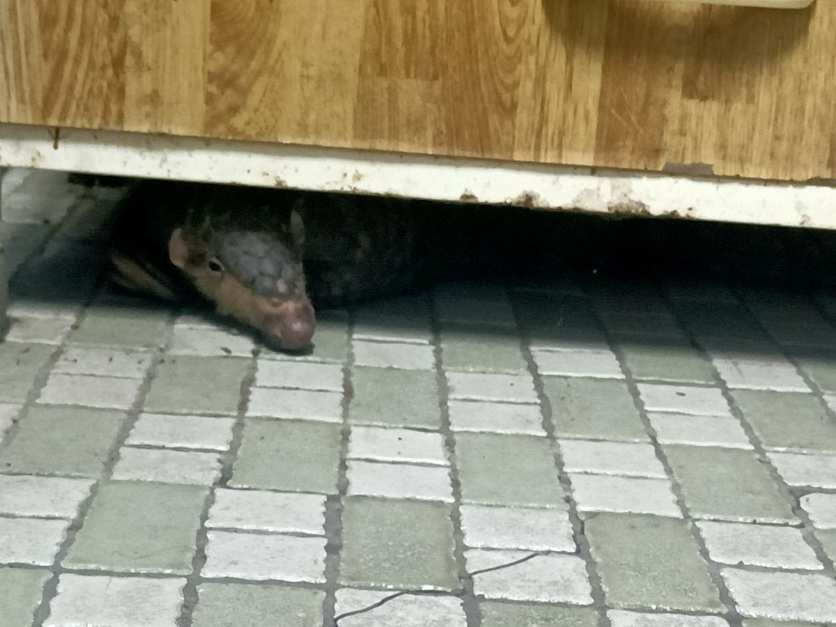 ▲網友分享，近日家中闖進一隻超大隻「野生動物」，自己的父親嚇得狂奔上樓求救，好險最後成功將牠野放（圖／翻攝自爆廢公社）