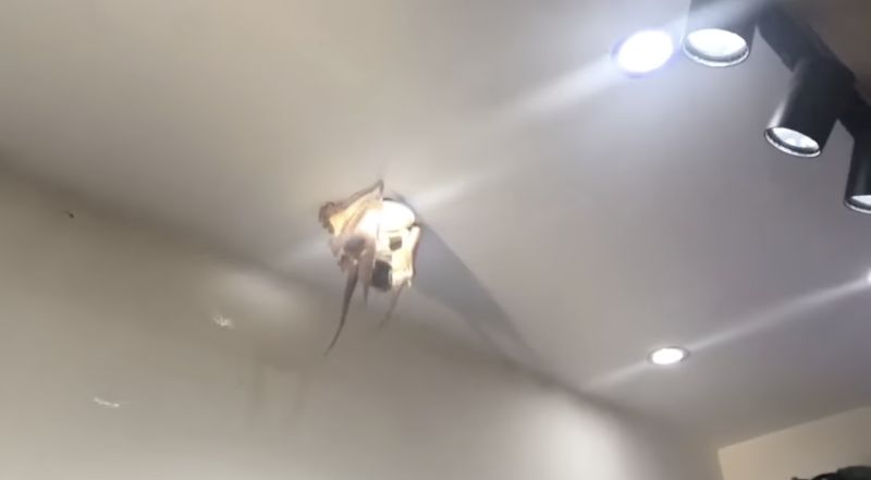 ▲一名網友在網路上分享一段影片，畫面中竟是一隻活生生的章魚爬在天花板上。（圖／翻攝自臉書「爆廢公社公開版」）