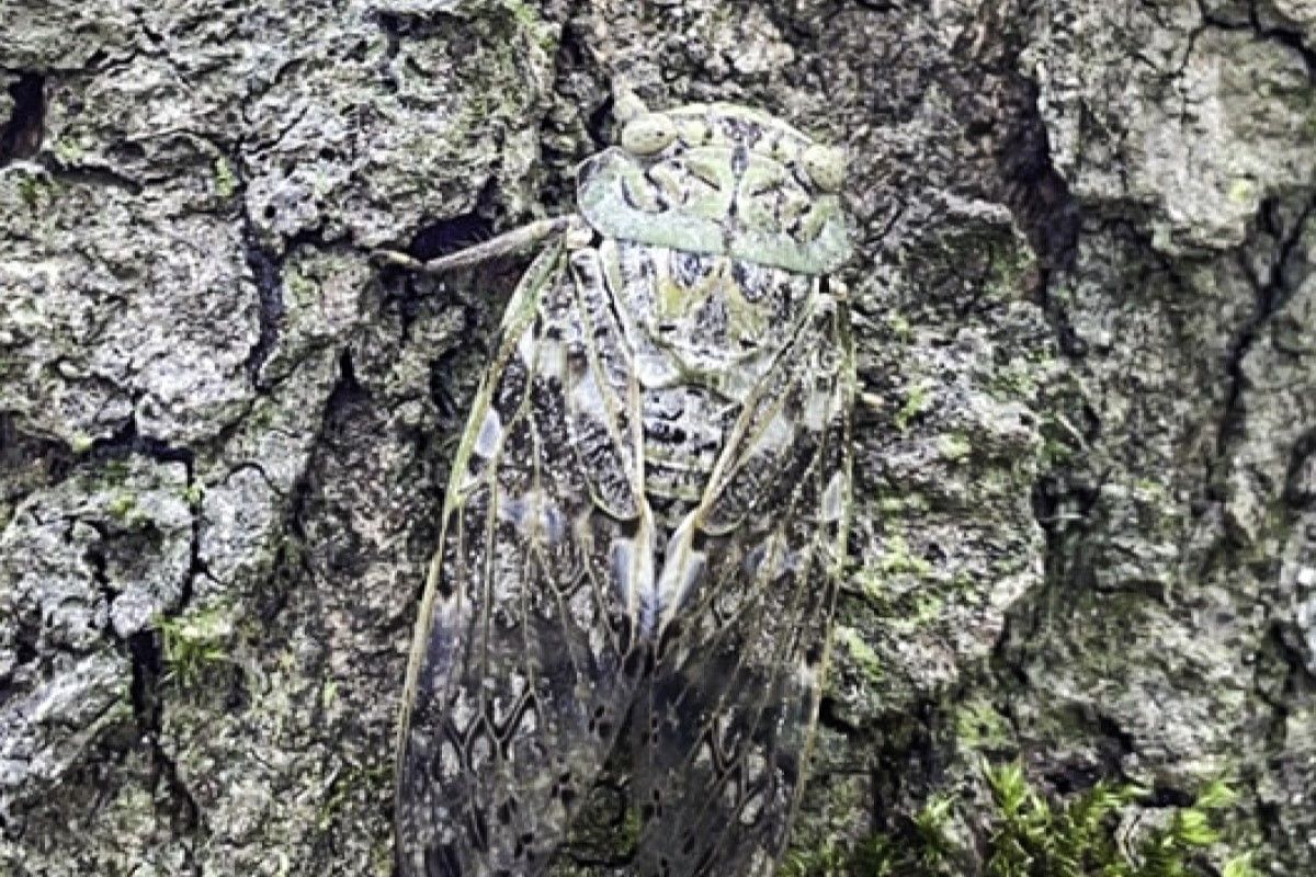 ▲夏季情歌唱不停，蟲蟲界「極品撩王」是牠們。（圖／臺北市立動物園授權提供）