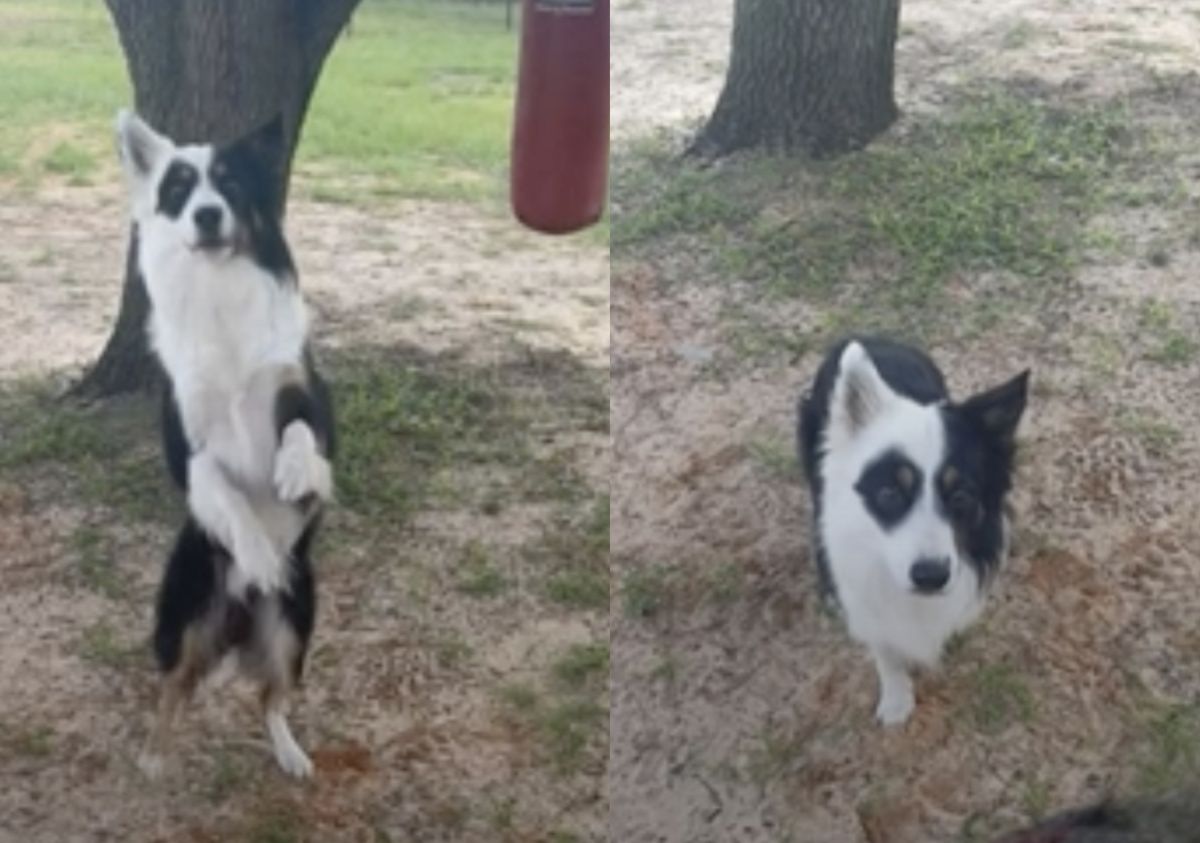 ▲小狗面對主人的命令都能快速做到，站立、前進後退都難不倒。（圖/AP/ Jukin Media）