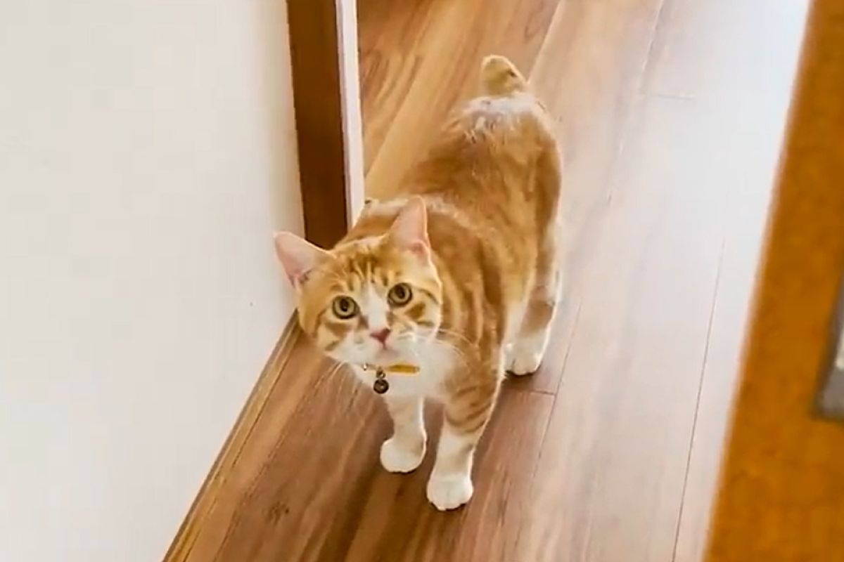 ▲獲救浪貓待人疏離，用愛照顧後行為大轉變：「不一樣了」。（圖／Youtube：あにまるほんぽ）