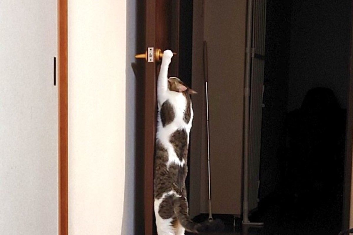 ▲聰明貓學1招將無敵，飼主看到哀號：「你不需要會這個」。（圖／Twitter：IhaP1e）