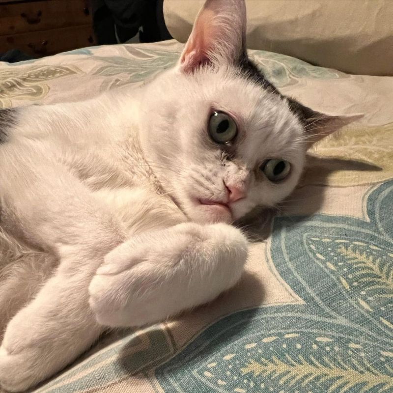 ▲瑪拉發現有人靠近。（圖／Instagram：buscemi_cat）